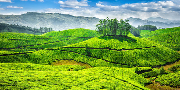 Green tea plantations. Munnar, Kerala, India