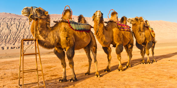 Three camels, Flaming Mountains, Xinjiang, China