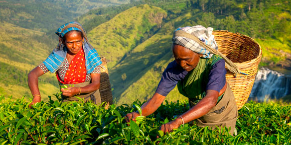 Female Tea Pickers, Sri Lanka