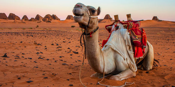 Camel at Meroe pyramids, Meroe, Sudan