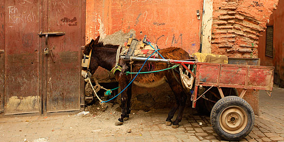 Donkey, Marrakesh, Morocco