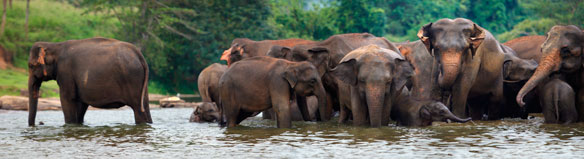 Elephant herd in water, Pinnawala, Sri Lanka