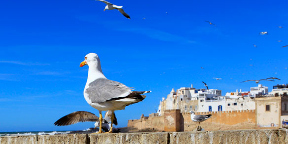 Seagulls, Essaouira, Morocco